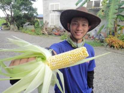 水果玉米收成 水果玉米收成