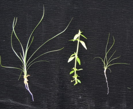 蝴蝶蘭水苔中之莎草科(左)、玄參科(中)、燈心草雜草(右) 蝴蝶蘭水苔中之莎草科(左)、玄參科(中)、燈心草雜草(右)