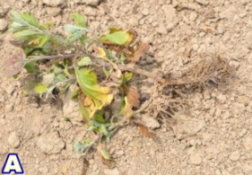 圖 1 苗栗銅鑼地區之杭菊主要發生的病害種類包括萎凋病( A )、煤煙病( B )等;發生的害蟲種類有方翅網椿( C )、銀葉粉蝨( D )、光褐菊蚜( E )、番茄葉蛾( F )、甜菜葉蛾( G )、斜紋葉蛾( H )等 圖 1 苗栗銅鑼地區之杭菊主要發生的病害種類包括萎凋病( A )、煤煙病( B )等;發生的害蟲種類有方翅網椿( C )、銀葉粉蝨( D )、光褐菊蚜( E )、番茄葉蛾( F )、甜菜葉蛾( G )、斜紋葉蛾( H )等