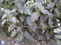 圖 1 苗栗銅鑼地區之杭菊主要發生的病害種類包括萎凋病( A )、煤煙病( B )等;發生的害蟲種類有方翅網椿( C )、銀葉粉蝨( D )、光褐菊蚜( E )、番茄葉蛾( F )、甜菜葉蛾( G )、斜紋葉蛾( H )等 圖 1 苗栗銅鑼地區之杭菊主要發生的病害種類包括萎凋病( A )、煤煙病( B )等;發生的害蟲種類有方翅網椿( C )、銀葉粉蝨( D )、光褐菊蚜( E )、番茄葉蛾( F )、甜菜葉蛾( G )、斜紋葉蛾( H )等