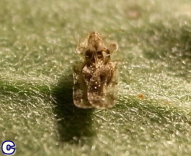 圖 1 苗栗銅鑼地區之杭菊主要發生的病害種類包括萎凋病( A )、煤煙病( B )等;發生的害蟲種類有方翅網椿( C )、銀葉粉蝨( D )、光褐菊蚜( E )、番茄葉蛾( F )、甜菜葉蛾( G )、斜紋葉蛾( H )等 圖 1 苗栗銅鑼地區之杭菊主要發生的病害種類包括萎凋病( A )、煤煙病( B )等;發生的害蟲種類有方翅網椿( C )、銀葉粉蝨( D )、光褐菊蚜( E )、番茄葉蛾( F )、甜菜葉蛾( G )、斜紋葉蛾( H )等