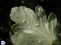 圖 1 苗栗銅鑼地區之杭菊主要發生的病害種類包括萎凋病( A )、煤煙病( B )等;發生的害蟲種類有方翅網椿( C )、銀葉粉蝨( D )、光褐菊蚜( E )、番茄葉蛾( F )、甜菜葉蛾( G )、斜紋葉蛾( H )等 圖 1 苗栗銅鑼地區之杭菊主要發生的病害種類包括萎凋病( A )、煤煙病( B )等;發生的害蟲種類有方翅網椿( C )、銀葉粉蝨( D )、光褐菊蚜( E )、番茄葉蛾( F )、甜菜葉蛾( G )、斜紋葉蛾( H )等