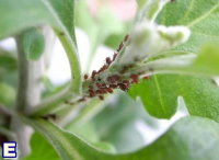 圖 1 苗栗銅鑼地區之杭菊主要發生的病害種類包括萎凋病( A )、煤煙病( B )等;發生的害蟲種類有方翅網椿( C )、銀葉粉蝨( D )、光褐菊蚜( E )、番茄葉蛾( F )、甜菜葉蛾( G )、斜紋葉蛾( H )等 圖 1 苗栗銅鑼地區之杭菊主要發生的病害種類包括萎凋病( A )、煤煙病( B )等;發生的害蟲種類有方翅網椿( C )、銀葉粉蝨( D )、光褐菊蚜( E )、番茄葉蛾( F )、甜菜葉蛾( G )、斜紋葉蛾( H )等