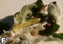 圖 1 苗栗銅鑼地區之杭菊主要發生的病害種類包括萎凋病( A )、煤煙病( B )等;發生的害蟲種類有方翅網椿( C )、銀葉粉蝨( D )、光褐菊蚜( E )、番茄葉蛾( F )、甜菜葉蛾( G )、斜紋葉蛾( H )等 圖 1 苗栗銅鑼地區之杭菊主要發生的病害種類包括萎凋病( A )、煤煙病( B )等;發生的害蟲種類有方翅網椿( C )、銀葉粉蝨( D )、光褐菊蚜( E )、番茄葉蛾( F )、甜菜葉蛾( G )、斜紋葉蛾( H )等