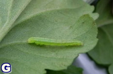 圖 1 苗栗銅鑼地區之杭菊主要發生的病害種類包括萎凋病( A )、煤煙病( B )等;發生的害蟲種類有方翅網椿( C )、銀葉粉蝨( D )、光褐菊蚜( E )、番茄葉蛾( F )、甜菜葉蛾( G )、斜紋葉蛾( H )等 圖 1 苗栗銅鑼地區之杭菊主要發生的病害種類包括萎凋病( A )、煤煙病( B )等;發生的害蟲種類有方翅網椿( C )、銀葉粉蝨( D )、光褐菊蚜( E )、番茄葉蛾( F )、甜菜葉蛾( G )、斜紋葉蛾( H )等