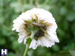 圖 1 苗栗銅鑼地區之杭菊主要發生的病害種類包括萎凋病( A )、煤煙病( B )等;發生的害蟲種類有方翅網椿( C )、銀葉粉蝨( D )、光褐菊蚜( E )、番茄葉蛾( F )、甜菜葉蛾( G )、斜紋葉蛾( H )等 圖 1 苗栗銅鑼地區之杭菊主要發生的病害種類包括萎凋病( A )、煤煙病( B )等;發生的害蟲種類有方翅網椿( C )、銀葉粉蝨( D )、光褐菊蚜( E )、番茄葉蛾( F )、甜菜葉蛾( G )、斜紋葉蛾( H )等