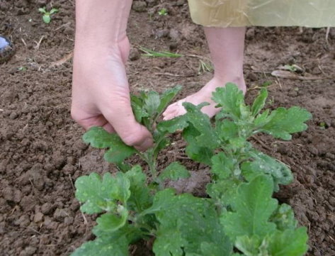 圖 2 杭菊田間摘心處理  圖 2 杭菊田間摘心處理