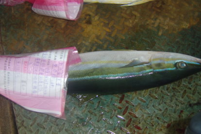圖 2 採樣送輻射檢測之水產樣品