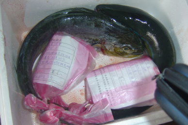 圖 2 採樣送輻射檢測之水產樣品