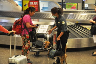 檢疫偵測犬組執行航廈入境旅客檢疫偵測作業 