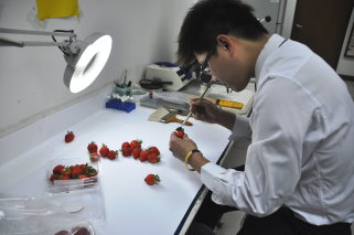 檢疫人員執行輸入植物臨場檢疫 （ 草莓果實 ） 