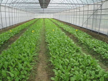 輔導農戶契作有機蔬菜供應學校午餐 