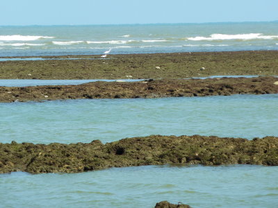 圖 1 在藻礁上覓食的唐白鷺 圖 1 在藻礁上覓食的唐白鷺