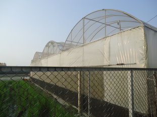 利用簡易溫(網)室生產4~5月早春葡萄 利用簡易溫(網)室生產4~5月早春葡萄