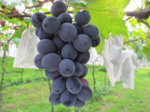 臺灣主要鮮食葡萄品種-巨峰 臺灣主要鮮食葡萄品種-巨峰