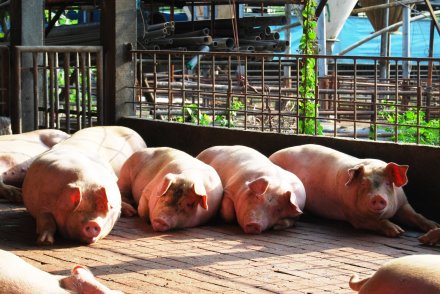 嚴格要求豬場環境保持清潔(冠諭提供) 嚴格要求豬場環境保持清潔(冠諭提供)