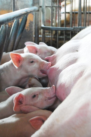 生產優質具 產銷履歷的新鮮肉品「陽光豬」 （冠諭提供） 