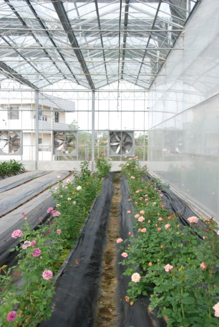 圖 1 檢定栽培溫室 圖 1 檢定栽培溫室