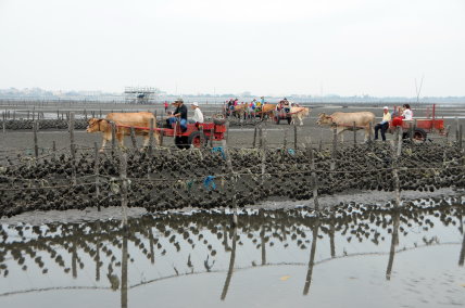 彰化海牛採蚵體驗活動 