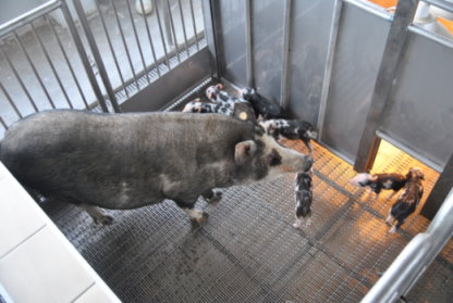 飼養於種畜繁殖場良好管理環境之醫學研究用小型豬 