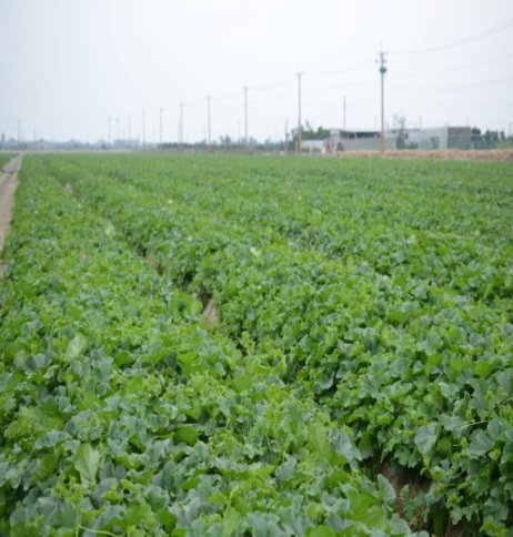 大佃農蘇杭洲的香瓜園 