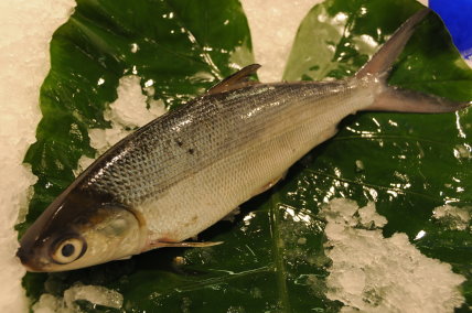 鮮享在地虱目魚正對時（施玉惠 提供） 