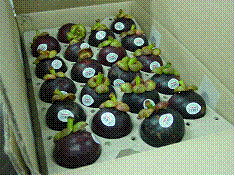 GAP 認證的外銷山竹 （左） 不同等級之 蘆筍 （右）