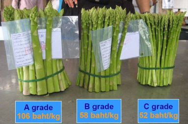 GAP 認證的外銷山竹 （左） 不同等級之 蘆筍 （右）
