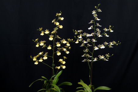 經美白養液處理後之文心蘭 「白雪」 （右）花瓣呈現亮白顏色 