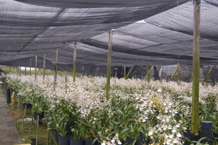美白養液應用於田間文心蘭 「白雪」 大面積 栽培之情形 