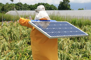 圖 2 太陽能人型驅鳥器田間設置圖(左) ,太陽能人型驅鳥器外觀圖(中), 將線收集於驅鳥器手臂上(右) 圖 2 太陽能人型驅鳥器田間設置圖(左) ,太陽能人型驅鳥器外觀圖(中), 將線收集於驅鳥器手臂上(右)
