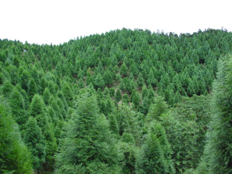 新竹縣橫山鄉全民造林85年肖楠造林地(陳仲賢攝) 新竹縣橫山鄉全民造林85年肖楠造林地(陳仲賢攝)