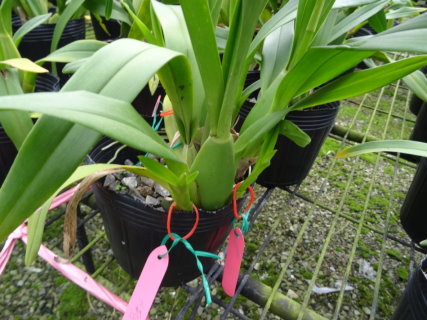 文心蘭除芽處理後再萌發新芽 文心蘭除芽處理後再萌發新芽