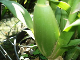 高壓鈉燈（左）電照假球莖更為飽滿（中），提高文心蘭切花品質（右）