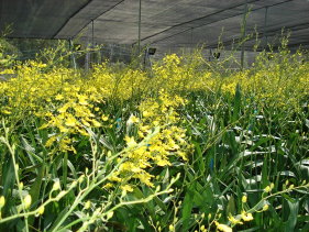 高壓鈉燈(左)電照假球莖更為飽滿(中),提高文心蘭切花品質(右) 高壓鈉燈(左)電照假球莖更為飽滿(中),提高文心蘭切花品質(右)