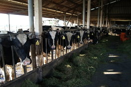 肉牛畜牧場釘掛耳標 