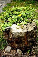 馬齒牡丹種植於原木花器 