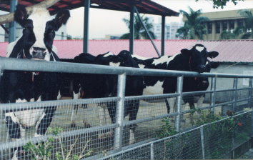 炎熱季節，牛舍可以讓乳牛躲藏避暑 
