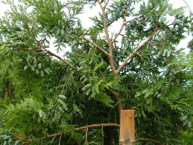 臺 灣肖楠容器種子園母樹結實纍纍情形(李淑敏攝) 臺 灣肖楠容器種子園母樹結實纍纍情形(李淑敏攝)