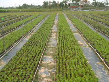 潭子苗圃相思樹膠袋苗育苗工作 潭子苗圃相思樹膠袋苗育苗工作