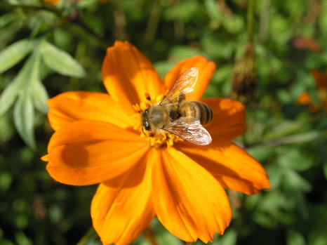 蜜蜂授粉幫助人類增加作物結果率 