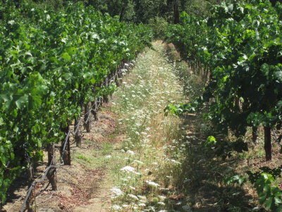 美國於葡萄園種植繖型花科植物吸引寄生蜂 美國於葡萄園種植繖型花科植物吸引寄生蜂
