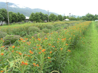花蓮場於蔬菜田邊種植馬利筋吸引天敵 花蓮場於蔬菜田邊種植馬利筋吸引天敵