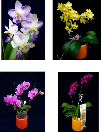 圖1 具有果香的Phal. Kenneth Schubert「花蓮藍波」(左上) 圖2 具有果香與玫瑰花香的Phal. Hualien Sunflower 「花蓮黃金」(右上) 圖3 具有玫瑰花香的Phal. Hualien Arco Rosa「花蓮羅莎」(左下) 圖4 具濃郁熱帶水果香氣的狐狸尾蘭與蝴蝶蘭異屬雜交後代(右下) 圖1 具有果香的Phal. Kenneth Schubert「花蓮藍波」(左上) 圖2 具有果香與玫瑰花香的Phal. Hualien Sunflower 「花蓮黃金」(右上) 圖3 具有玫瑰花香的Phal. Hualien Arco Rosa「花蓮羅莎」(左下) 圖4 具濃郁熱帶水果香氣的狐狸尾蘭與蝴蝶蘭異屬雜交後代(右下)