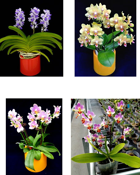 圖5 具濃郁熱帶水果香氣的狐狸尾蘭與蝴蝶蘭異屬雜交後代(左上) 圖6 有償讓與香花單株Phal. Hualien Maria「花蓮瑪麗亞」(右上) 圖7 有償讓與香花單株Phal. Hualien Sunset「花蓮夕陽紅」(左下) 圖8 有償讓與香花單株Phal. Yaphon Dill「花蓮粉蝶」(右下) 圖5 具濃郁熱帶水果香氣的狐狸尾蘭與蝴蝶蘭異屬雜交後代(左上) 圖6 有償讓與香花單株Phal. Hualien Maria「花蓮瑪麗亞」(右上) 圖7 有償讓與香花單株Phal. Hualien Sunset「花蓮夕陽紅」(左下) 圖8 有償讓與香花單株Phal. Yaphon Dill「花蓮粉蝶」(右下)