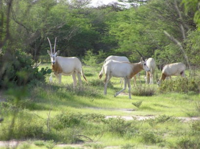 塞內加爾彎角劍羚復育計畫照片 
