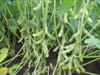 大豆臺南10號田間結莢情形 大豆臺南10號田間結莢情形