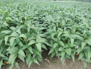 大豆臺南 10 號田間生長情形 大豆臺南 10 號田間生長情形