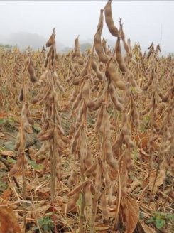 大豆臺南 10 號成熟豆莢 大豆臺南 10 號成熟豆莢