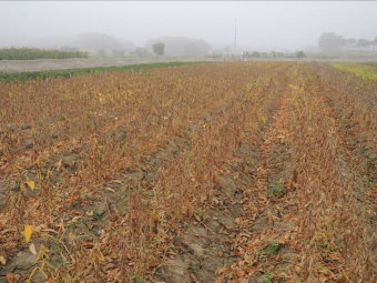 大豆臺南 10 號成熟期落葉性良好 大豆臺南 10 號成熟期落葉性良好